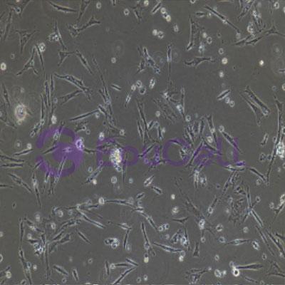 鸡原代输卵管上皮细胞