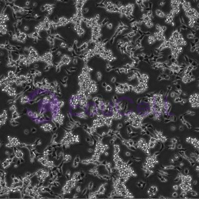 牛原代骨骼肌微血管内皮细胞