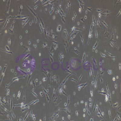 狗原代脐静脉内皮细胞