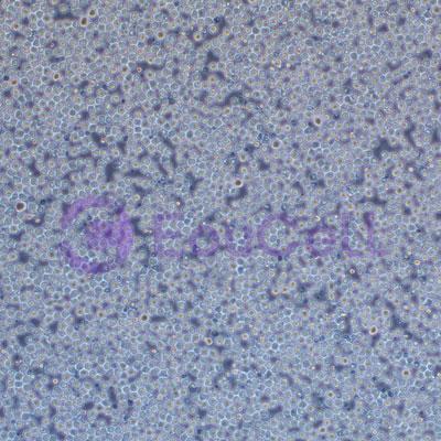 豚鼠原代睫状肌细胞