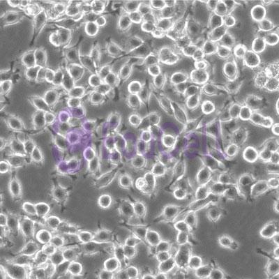 小鼠永生化黑素细胞