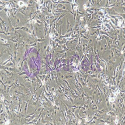 大鼠原代骨骼肌成纤维细胞