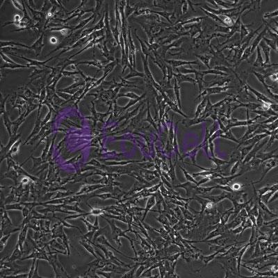 大鼠肺泡上皮细胞系