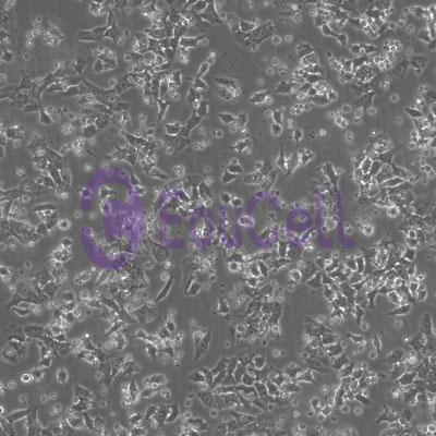 大鼠肝癌细胞