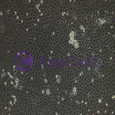 人原代支气管上皮细胞