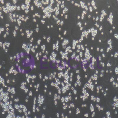 大鼠肺泡巨噬细胞