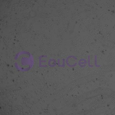 小鼠脑微血管内皮细胞株