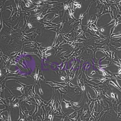 小鼠胚胎成纤维细胞