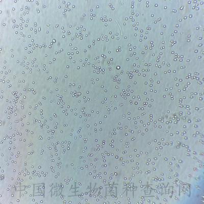 貓巨噬細(xì)胞Fcwf-4