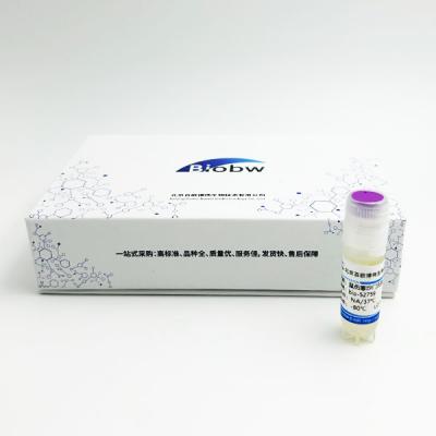 鼠伤寒沙门氏菌