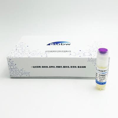 玉米细菌性枯萎病菌