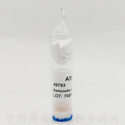 汉赛巴尔通氏体