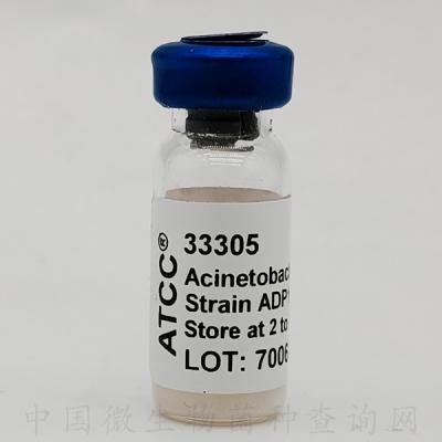 ADP1 (BD413) 不动杆菌