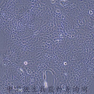 Bxpc-3 人原位胰腺腺癌细胞