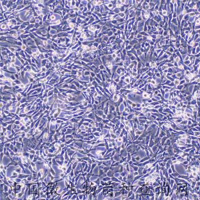 小鼠海马神经元细胞